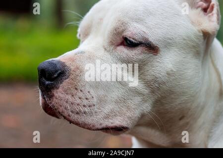 Amstaff cane in una passeggiata nel parco. Big Dog. Cane luminoso. Il colore della luce. Home pet. Cane su uno sfondo di verde Foto Stock