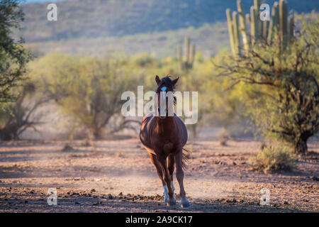 Cavalli selvaggi del deserto a sud-ovest Foto Stock