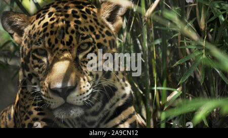 JACKSONVILLE, GA, USA- OTT, 23, 2017: Primo piano vista frontale di una jaguar in florida - solo editoriale Foto Stock