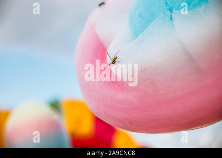 Vespe amore dolci. Wasp siede sulla caramella di cotone. Foto Stock