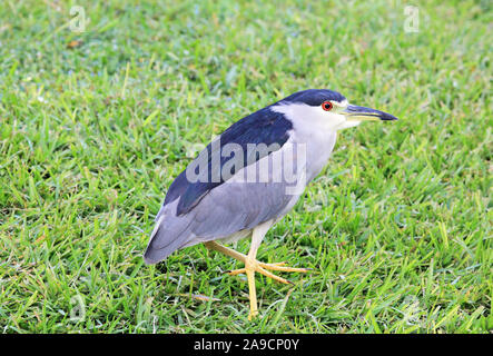 Nero notte incoronato heron su erba, Florida Foto Stock