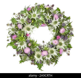 Ghirlanda di cardi, ghirlanda di cinghiale thistle, Alpine mare holly, avorio thistle Foto Stock