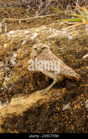 La scavando la civetta (Athene cunicularia) è un piccolo e dalle lunghe gambe owl trovate tutto aprono paesaggi del nord e sud America. Foto Stock