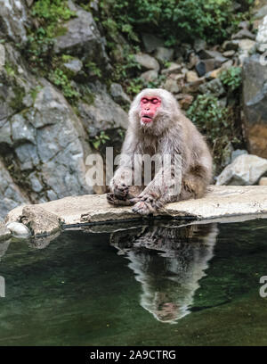 Maschio macaco giapponese agghiacciante dopo una lotta nel Jigokudani Monkey Park, Nagano, Giappone Foto Stock