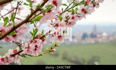 Mandorli in fiore Neustadt-Gimmeldingen, strada del vino, Pfalz, Renania-Palatinato, Germania Foto Stock