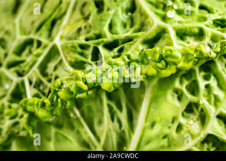 Dettaglio di foglie di verza Savoy verde con gocce d'acqua , bella bordo arrotolato , abstract effetto , fotografia macro Foto Stock