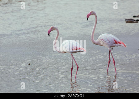 Coppia di magnifici Fenicotteri rosa con becchi rosa su un tranquillo lago in La Camargue zone umide Foto Stock