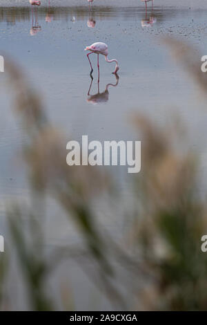 Isolato grande fenicottero uccello pesca su un tranquillo lago d acqua in La Camargue, Francia Foto Stock