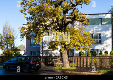 Un comune oak Quercus robur albero a sinistra nel mezzo del marciapiede accanto a casa moderna e paling in legno recinzione, amante korut, Loverek, Sopron, Ungheria Foto Stock