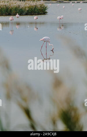 Isolato grande fenicottero uccello pesca su un tranquillo lago d acqua in La Camargue, Francia Foto Stock