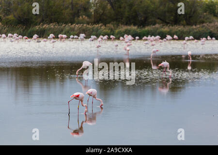 Molti grandi flamingos la pesca in un tranquillo lago in La Camargue, zone umide, Francia Foto Stock