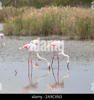 Paio di grandi uccelli fenicotteri la pesca in un tranquillo lago in La Camargue zone umide Foto Stock