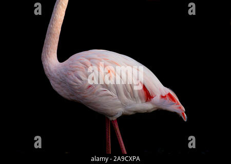 Grande fenicottero rosa con piume liscio corpo su uno sfondo nero Foto Stock