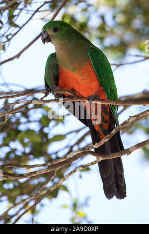 Australian re Parrot nella struttura ad albero Foto Stock