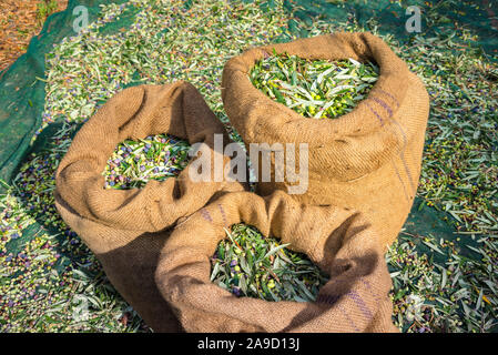 Raccolta olive fresche in sacchi in un campo di Creta, Grecia per la produzione di olio d'oliva, utilizzando reti di verde. Foto Stock