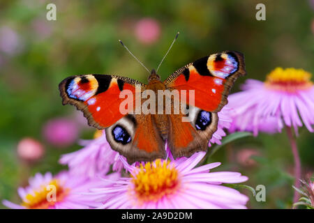 Farfalla pavone (Aglais io) sul fiore di un aster, bavaresi, Germania Foto Stock