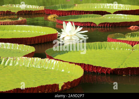 Victoria cruziana aquatic water pianta con foglie giganti Pantanal Brasile Foto Stock