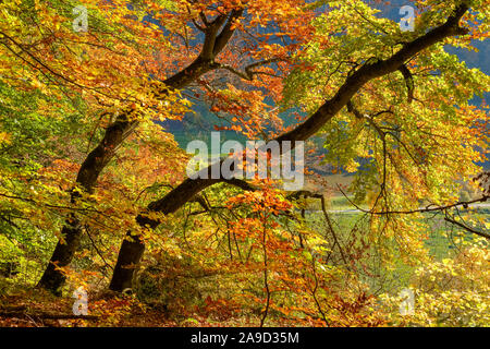 Autunnale di faggi, riserva naturale vicino Schulerloch Essing, Altmuehl valley, Bassa Baviera, bavaresi, Germania Foto Stock