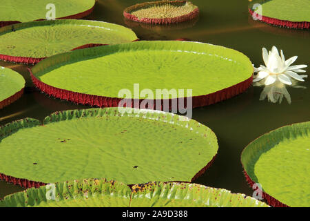 Victoria cruziana aquatic water pianta con foglie giganti Pantanal Brasile Foto Stock