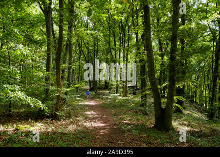 Strada forestale nei pressi di Dollnstein, Altmuehl valley, Alta Baviera, bavaresi, Germania Foto Stock