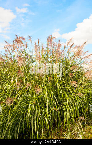 Grande agglomerato di Miscanthus sinensis erba ornamentale che cresce in un grande letto di erbe varie. Un deciduo completamente ardito perenne Foto Stock