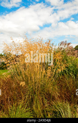 Grande groppa di erba ornamentosa Stipa che cresce in un grande letto di varie erbe. Un perennial deciduo completamente hardy Foto Stock