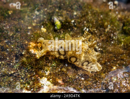 Mare maculato lepre (Aplysia dactylomela), La Gomera, isole Canarie, Spagna Foto Stock