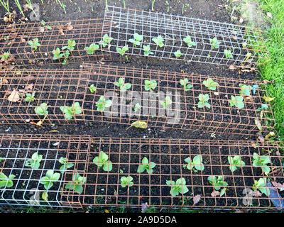 Piccole e giovani largo bean di piante che crescono sul riparto in Novembre l'autunno. Foto Stock