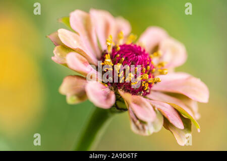 Zinnia 'Rosso' Lime Foto Stock