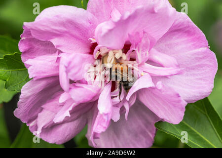 Buff-tailed bumblebee su fiori di ibisco Foto Stock