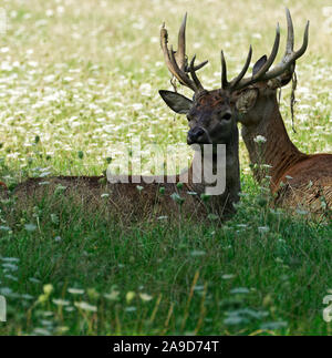 Solchi stagione, cervi, Cervus elaphus Foto Stock