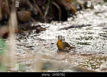 Hill blue flycatcher, femmina, Cyornis banyumas, Chiang Dao, Thailandia Foto Stock