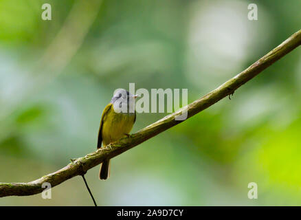 Grigio-guidato canarino-flycatcher, Culicicapa ceylonensis, Chiang Dao, Thailandia Foto Stock