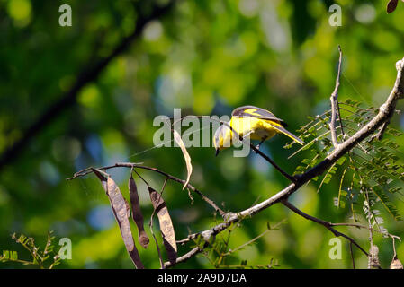 Long-tailed minivet, femmina, Pericrocotus ethologus, il Doi Inthanon, Chiang Mai, Thailandia Foto Stock