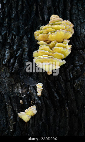 Attacco dei funghi sulla vecchia farnia (Quercus robur) di Berlino, Germania Foto Stock