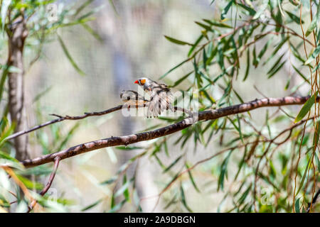 La zebra finch (Taeniopygia guttata) è la più comune estrildid finch dell'Australia centrale e le gamme sopra la maggior parte del continente Foto Stock