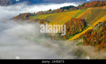 Vigneti in autunno vicino Serrig, valle della Saar e della Renania Palatinato, della Germania Foto Stock