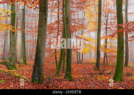 Foresta di faggio in autunno, Freudenburg in Saargau, Saarburg, Renania-Palatinato, Germania Foto Stock