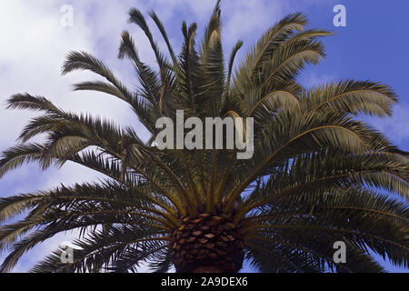 Vicino la foto di una grande California Palm tree,in San Francisco Golden Gate Park, US Foto Stock