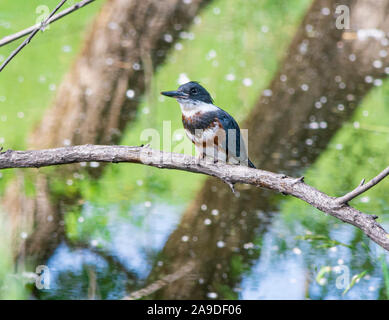 Femmina immaturi Belted Kingfisher (Megaceryle alcyon) bagnato dal diving in creek per pesci. Semi di pioppi neri americani in aria dietro. Castle Rock Colorado US. Foto Stock