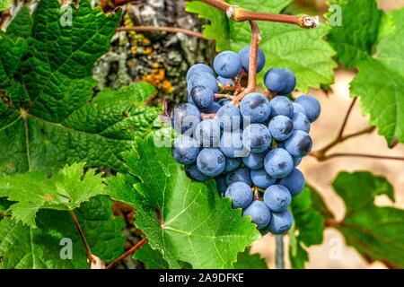 Blue uva sulla vite, Obermosel, Saarland, Germania Foto Stock