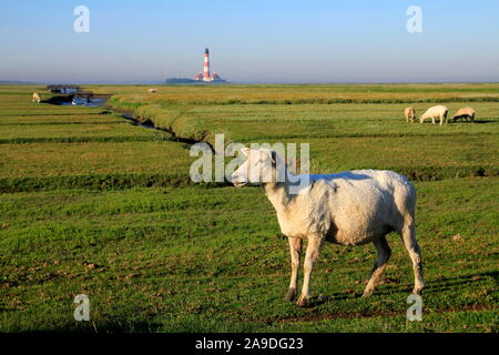 Gregge di pecore nella parte anteriore del faro di Westerhever nel mare di Wadden National Park, Westerhever, Frisia settentrionale, Schleswig-Holstein, Germania Foto Stock