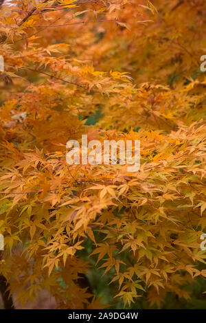 Acer palmatum 'Senkaki' syn. Acer palmatum 'Sangola-kaku' AGM a inizio novembre Foto Stock