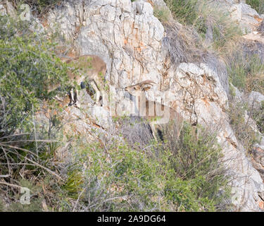 Due femmina selvatica Iberian Ibex navigando su scrub su una ripida roccia calcarea faccia Foto Stock