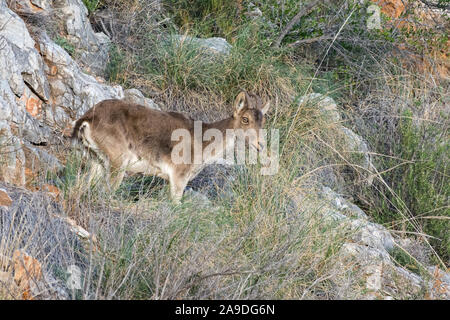 Una femmina di stambecco iberico in piedi su una scogliera circondata da macchia Foto Stock