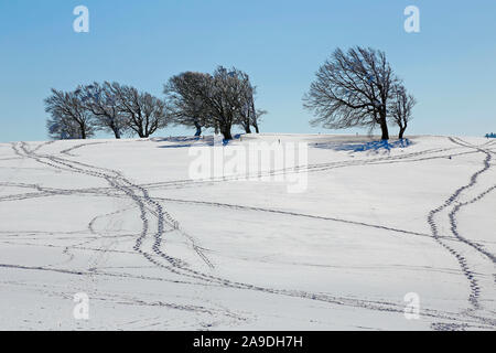 Bald faggi a Schauinsland in inverno vicino a Friburgo e Foresta Nera Meridionale, Baden-Wuerttemberg, Germania Foto Stock