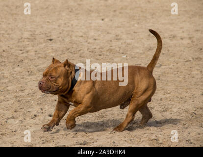 Cane PPP guardando la telecamera in esecuzione o la modellazione in spiaggia Foto Stock