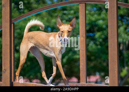 Cane guardando la telecamera in esecuzione o la modellazione nella natura Foto Stock