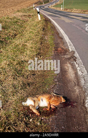 Lepre morto sul bordo di una strada di campagna Foto Stock