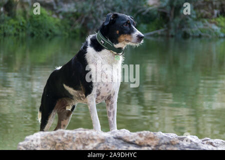 Cane guardando la telecamera in esecuzione o la modellazione nella natura Foto Stock